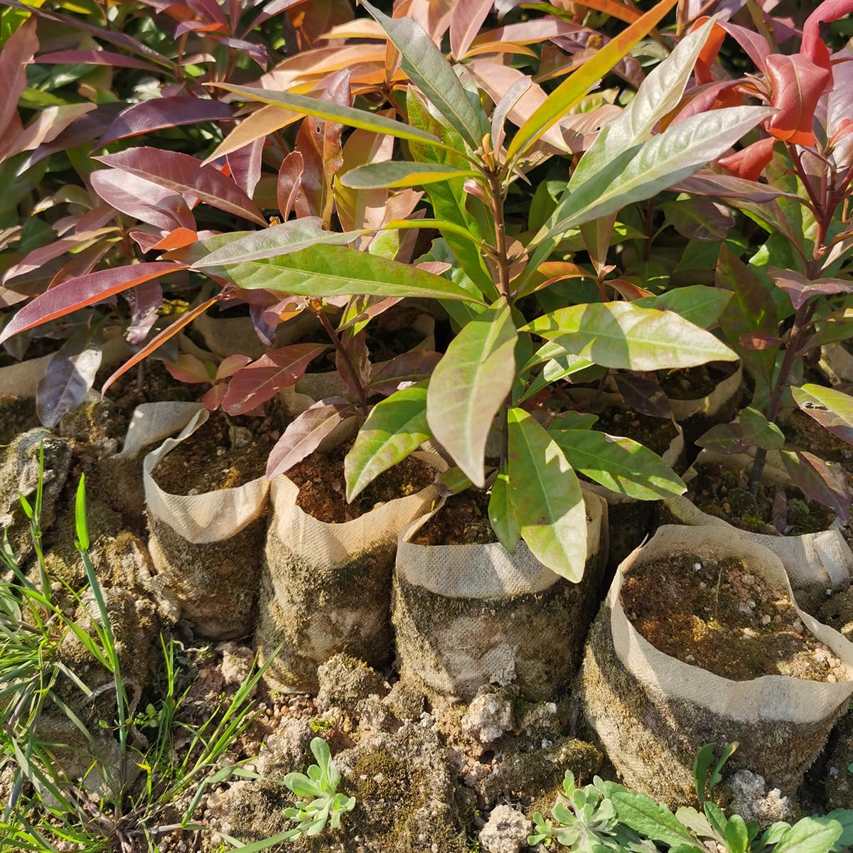 Gardtree transplant-friendly seedling bag enables easy relocation.