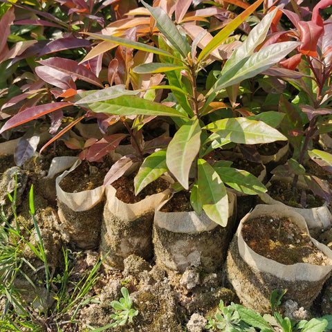 Gardtree transplant-friendly seedling bag enables easy relocation.