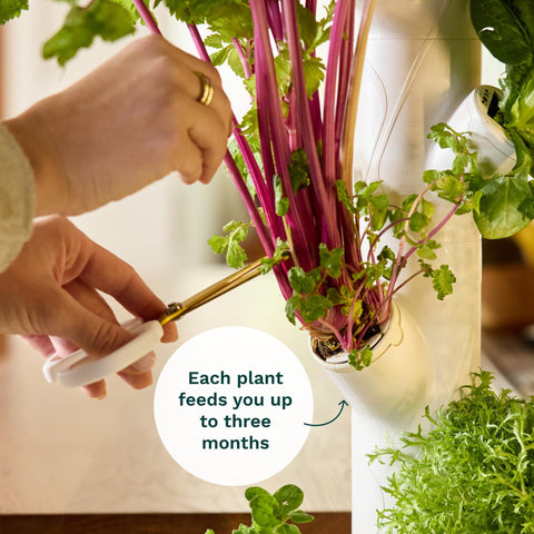 Gardyn Home 4 automatic watering with real-time measurements