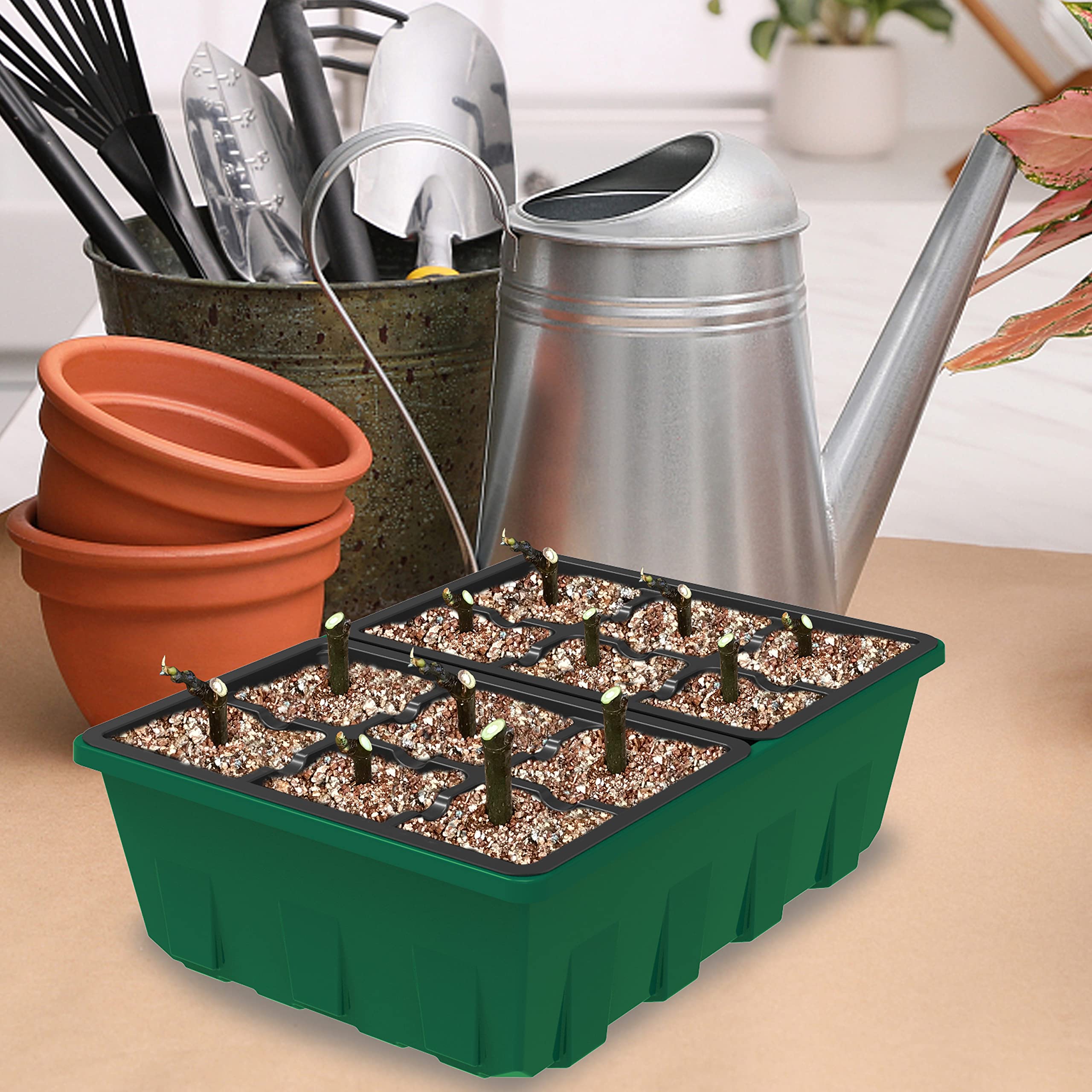 Gardzen clear dome allows easy monitoring of seedling growth.