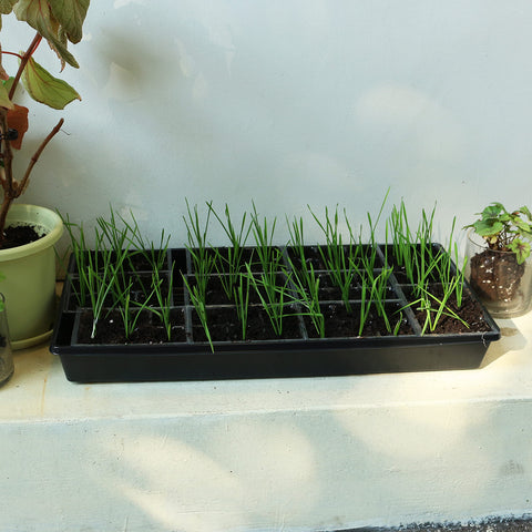 Gardzen greenhouse trays with large base support easy transfer of seedlings outside.