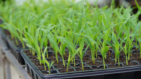 Gardzen versatile germination system supports cuttings and seedlings
