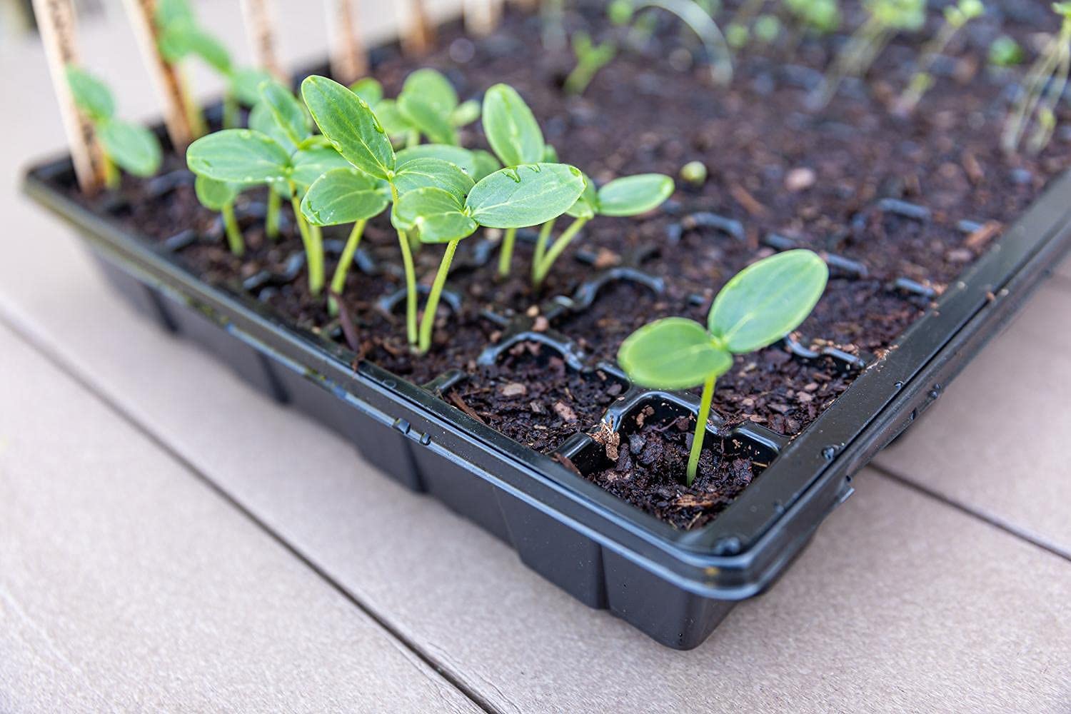 Gardzen humidity dome kit maintains stable microclimate for germination