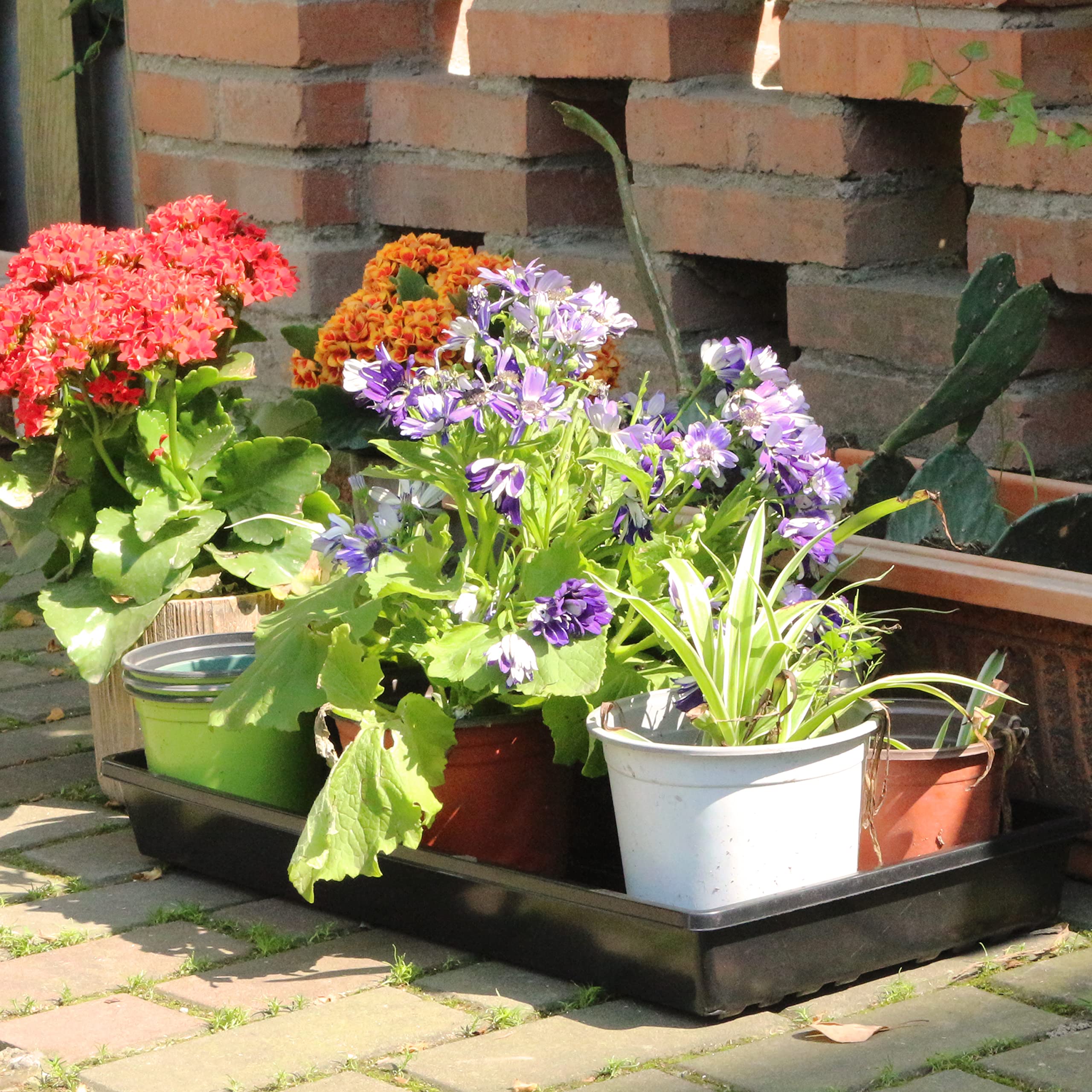Gardzen microgreens trays with compact design ideal for quick harvests.