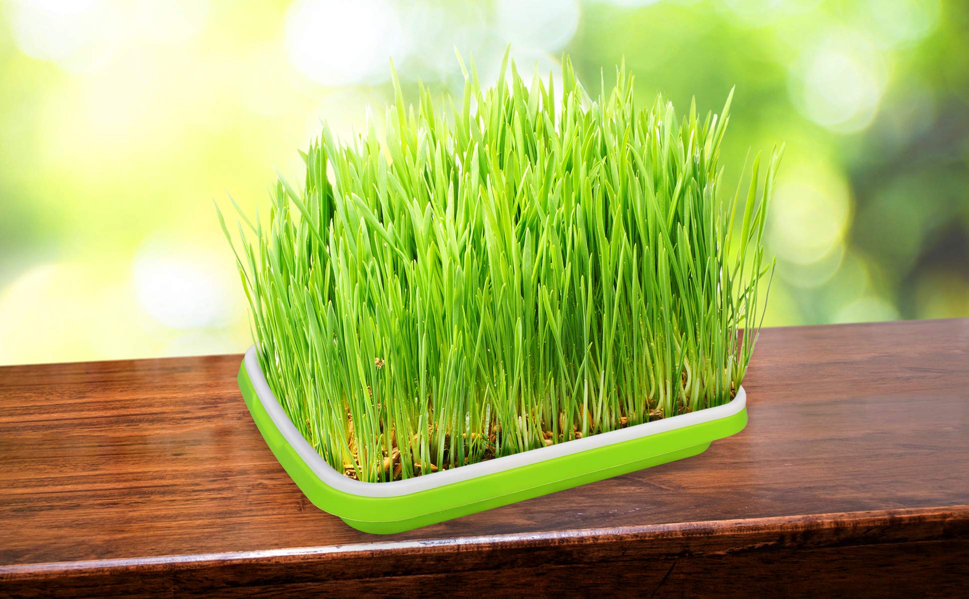 Gardzen mung and wheatgrass sprout kit enables easy home microgreens.
