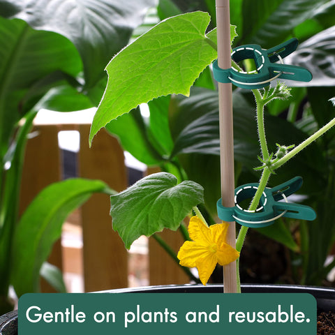 Gardzen plant-stem clips demonstrate easy adjustment as plants grow toward the trellis.