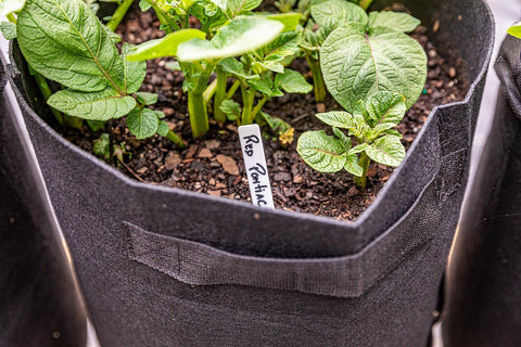Gardzen portable garden bags ideal for patios and balconies