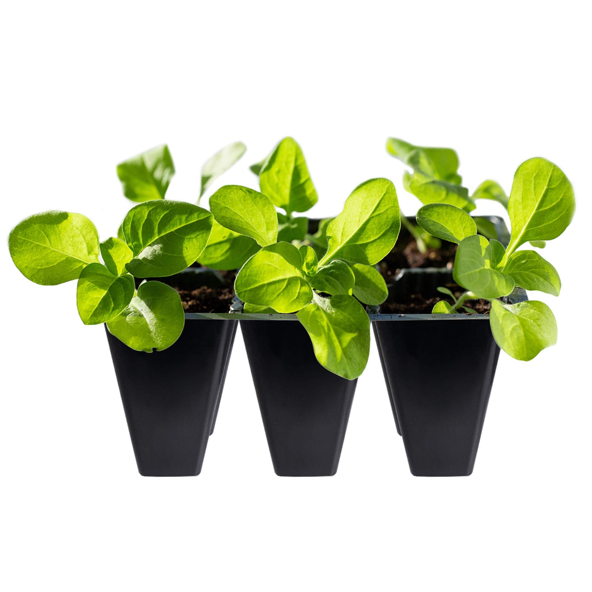 Gardzen reusable seed trays help reduce waste and save money.