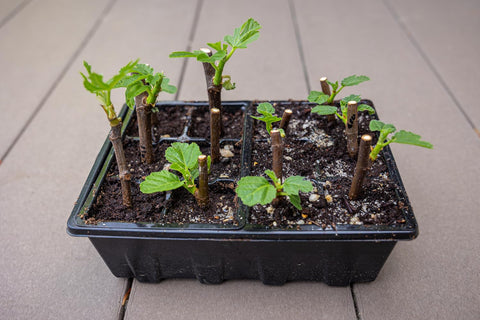 Gardzen seed tray drainage hole design helps prevent overwatering and root issues.