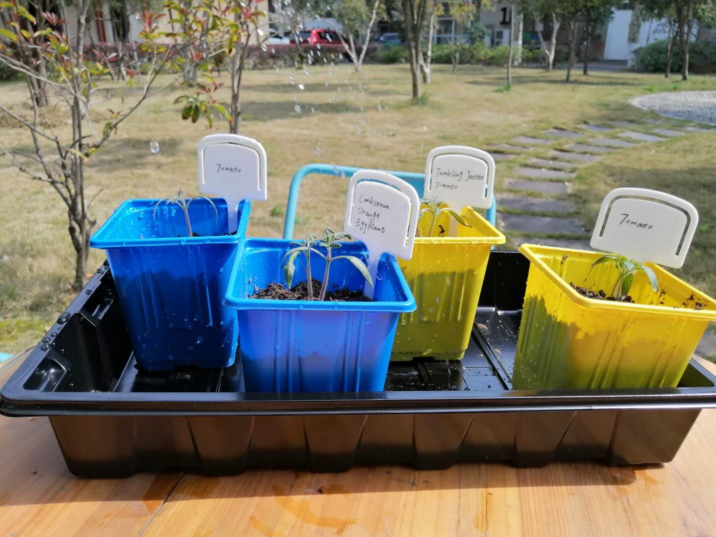 Gardzen seed tray for indoor gardening and greenhouse nurseries.