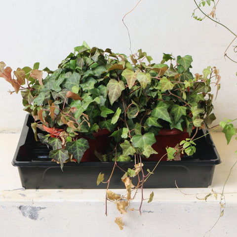 Gardzen reusable PET trays support sustainable gardening across seasons