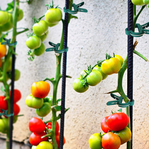 Gardzen versatile clips train roses, beans, and peppers to trellises or fences.