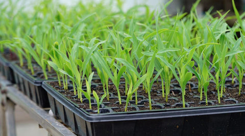 Gardzen water drain feature prevents overwatering for healthier starts