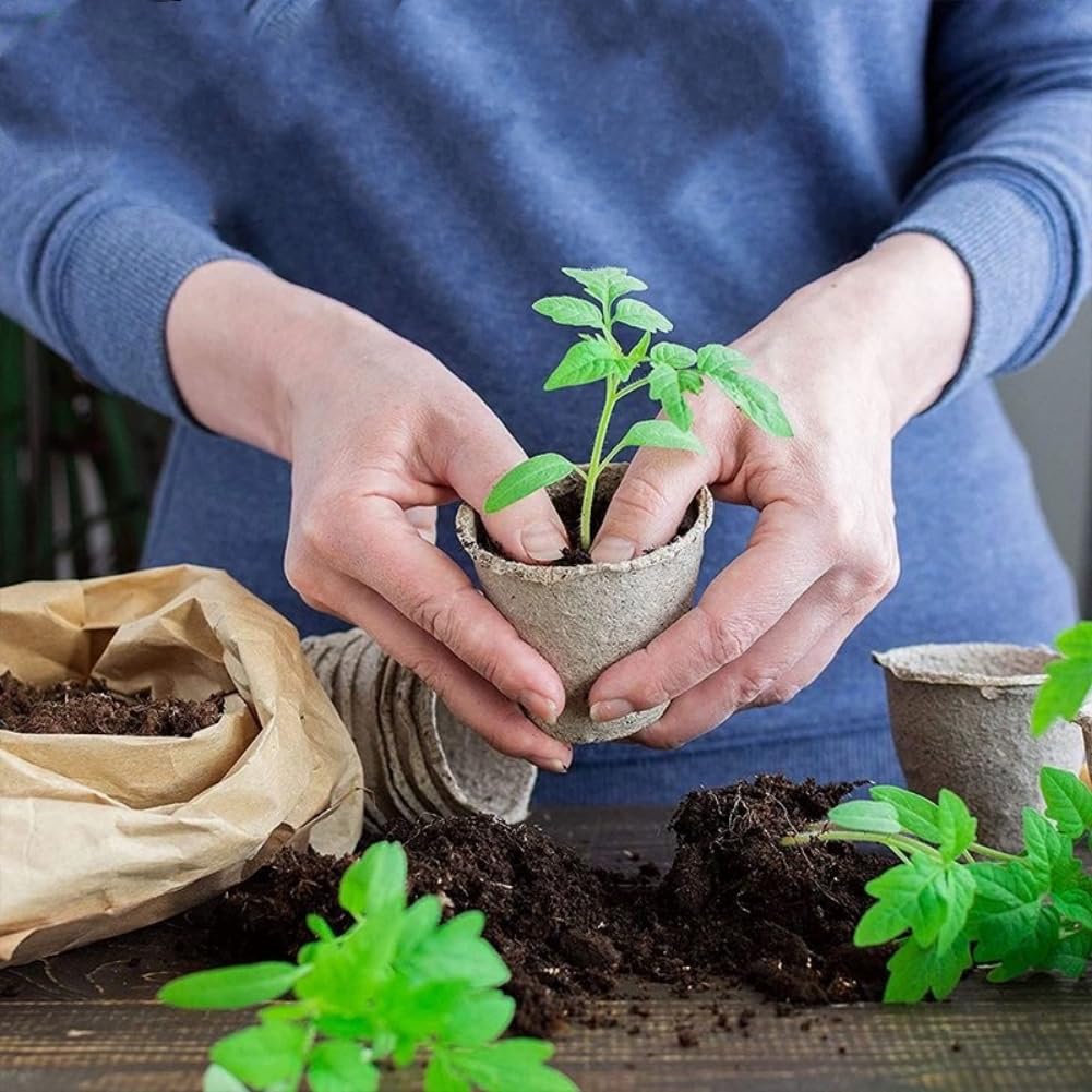 GardEasy seedling in peat pot demonstrates transplant-friendly root development.