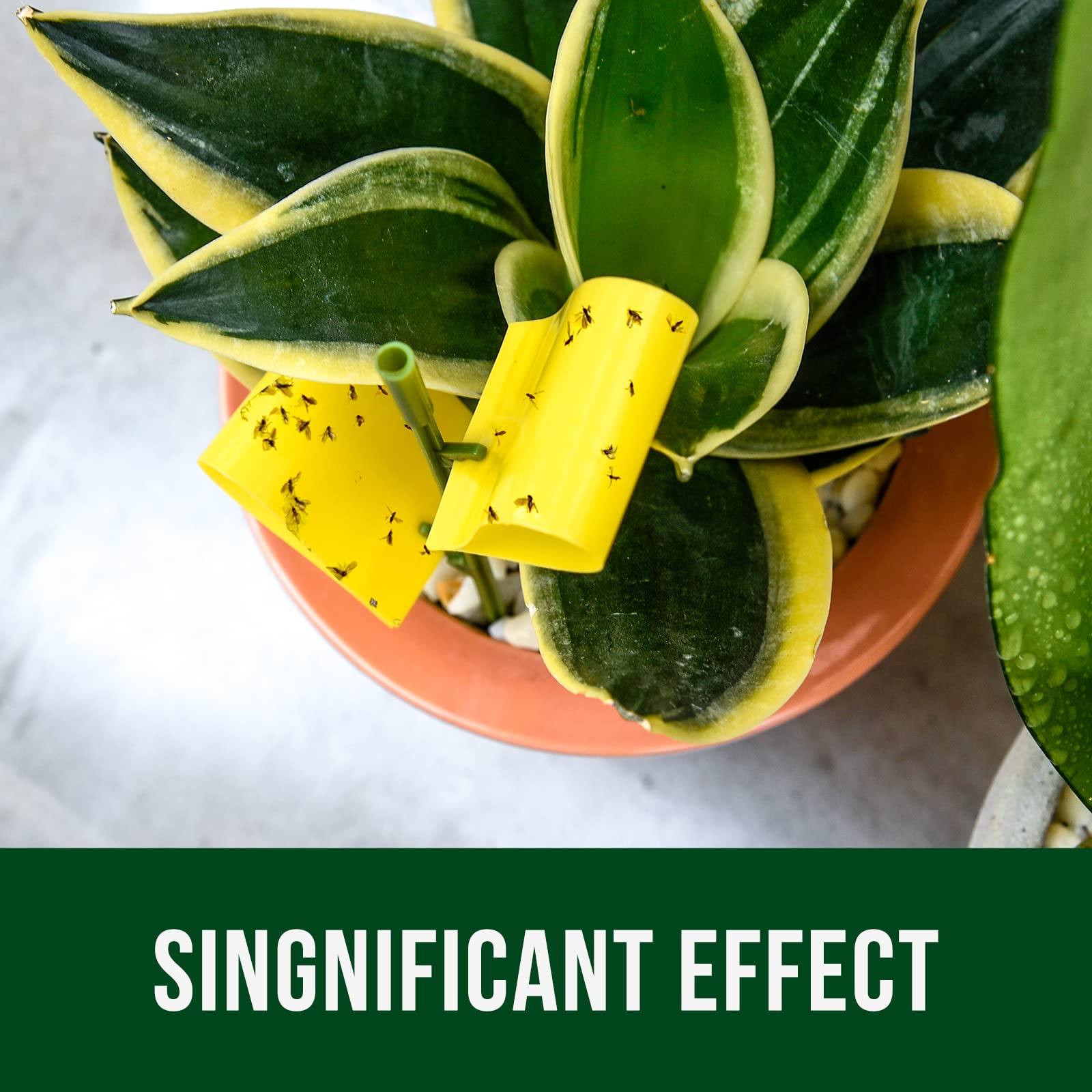 Garsum 21 Traps odorless and eco-friendly pest control for homes.