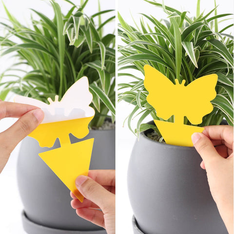 Garsum weatherproof sticky trap performs in rain and sun.