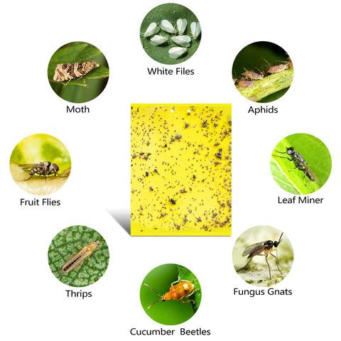 Garutom yellow trap for leafminers captures pests before leaf damage