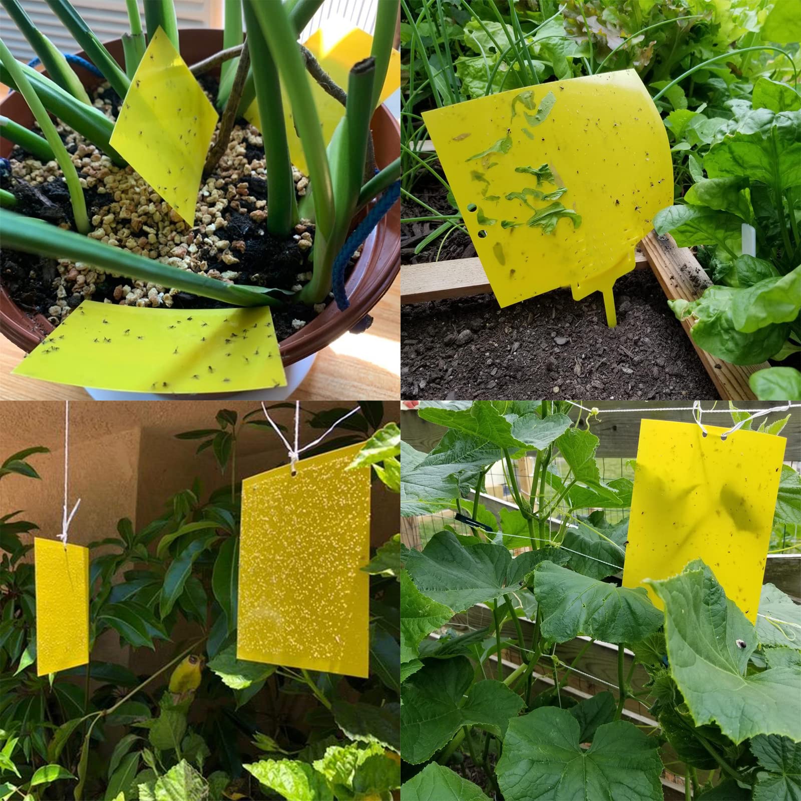 Garutom UV resistant adhesive keeps the yellow trap sticky for ongoing monitoring