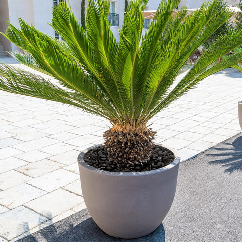 GASPRO river rocks for planters support aeration and soil moisture in pots.