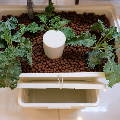 GasPro Leca for aquaponics promoting drainage and stable media conditions