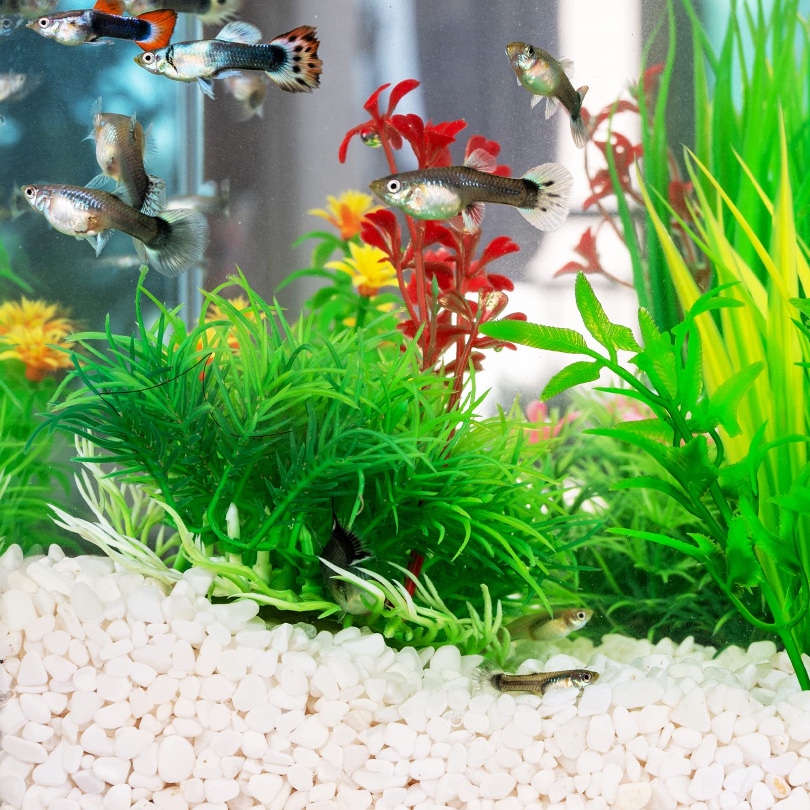 GASPRO polished aquarium gravel enhances color and clarity in tanks.