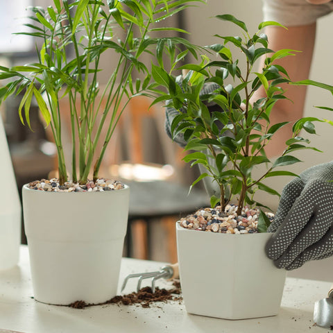 Gaspro terrarium rocks for succulents create a tidy, moisture-retentive look