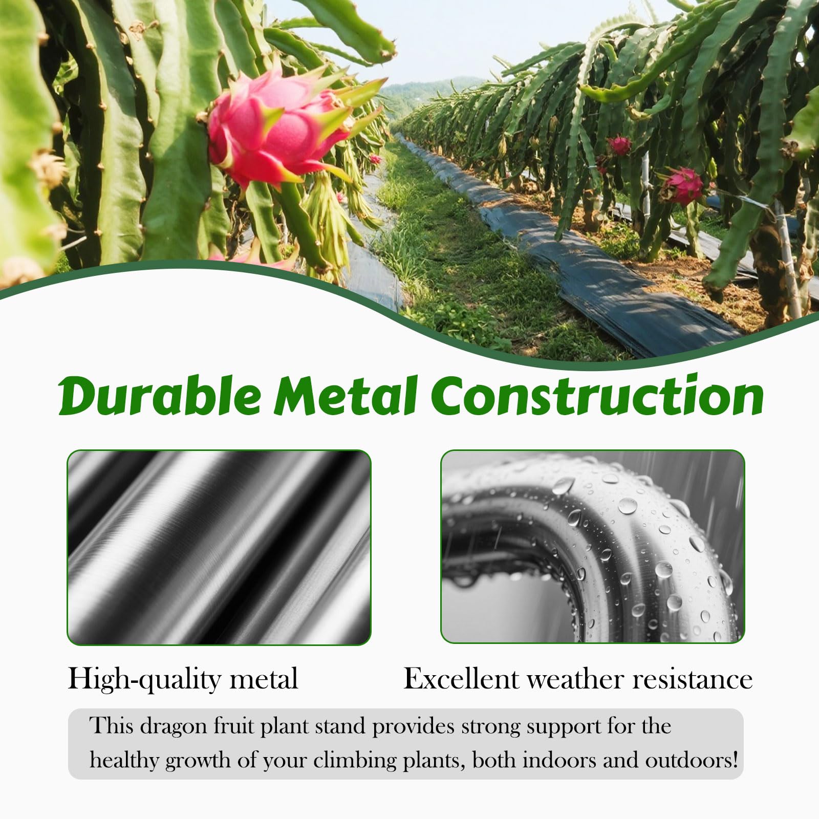 Gavinjitao dragon fruit trellis easy to install in garden or pot.