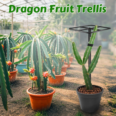 Gavinjitao metal dragon fruit trellis height adjustable for growth stages.
