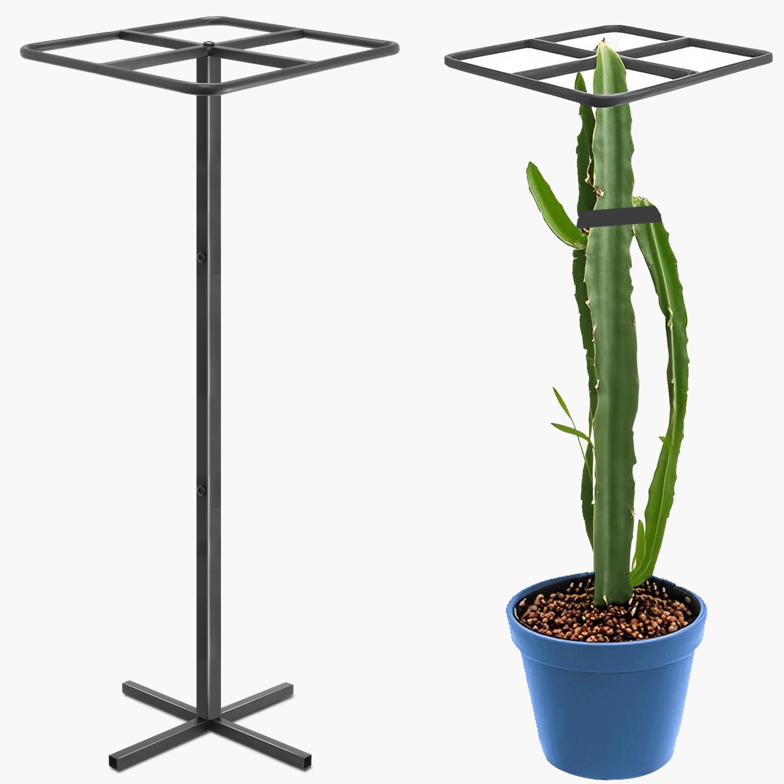 Gavinjitao metal dragon fruit trellis with stable base supports climbing plants.