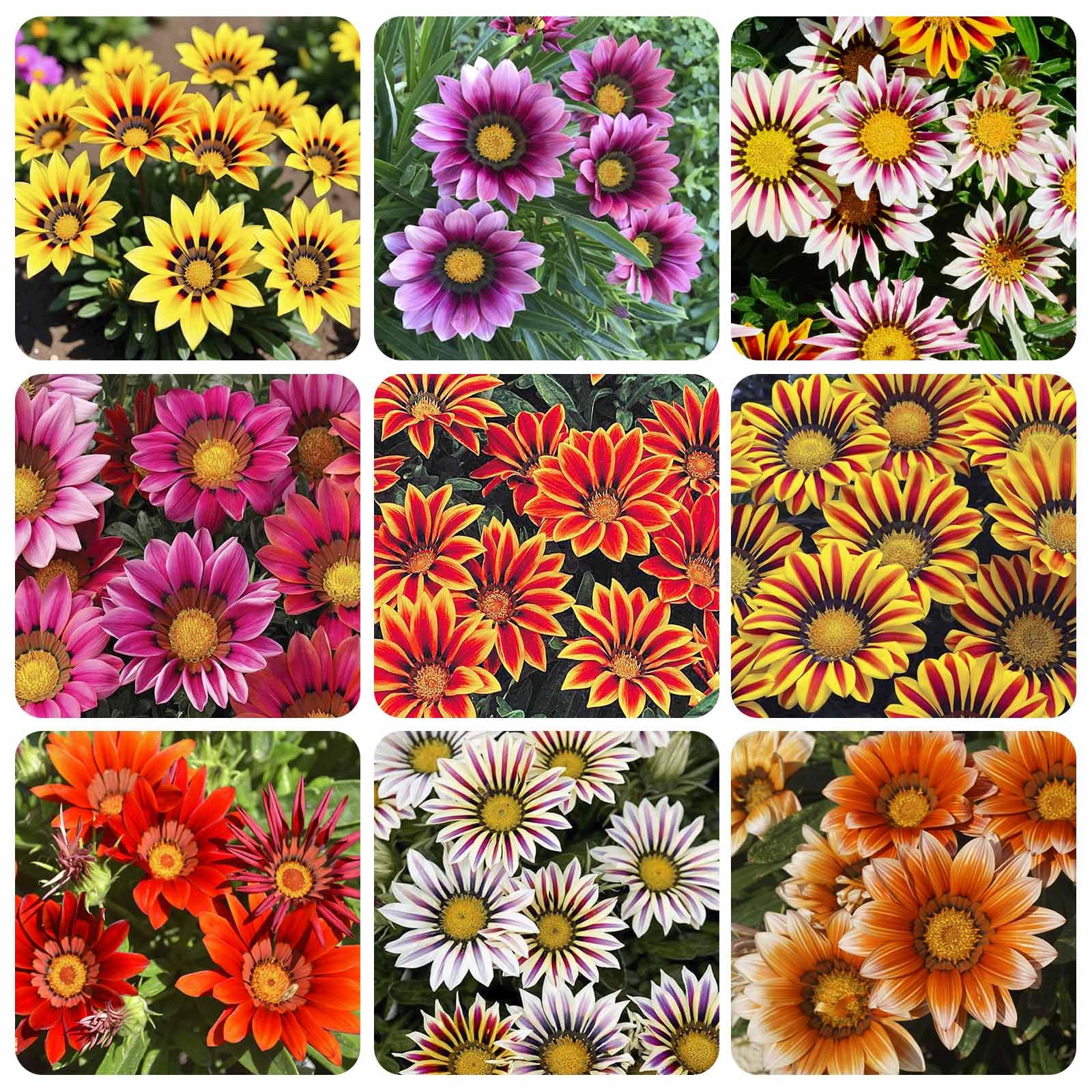 Gazania rigens seeds bloom in sunny borders with bright color.