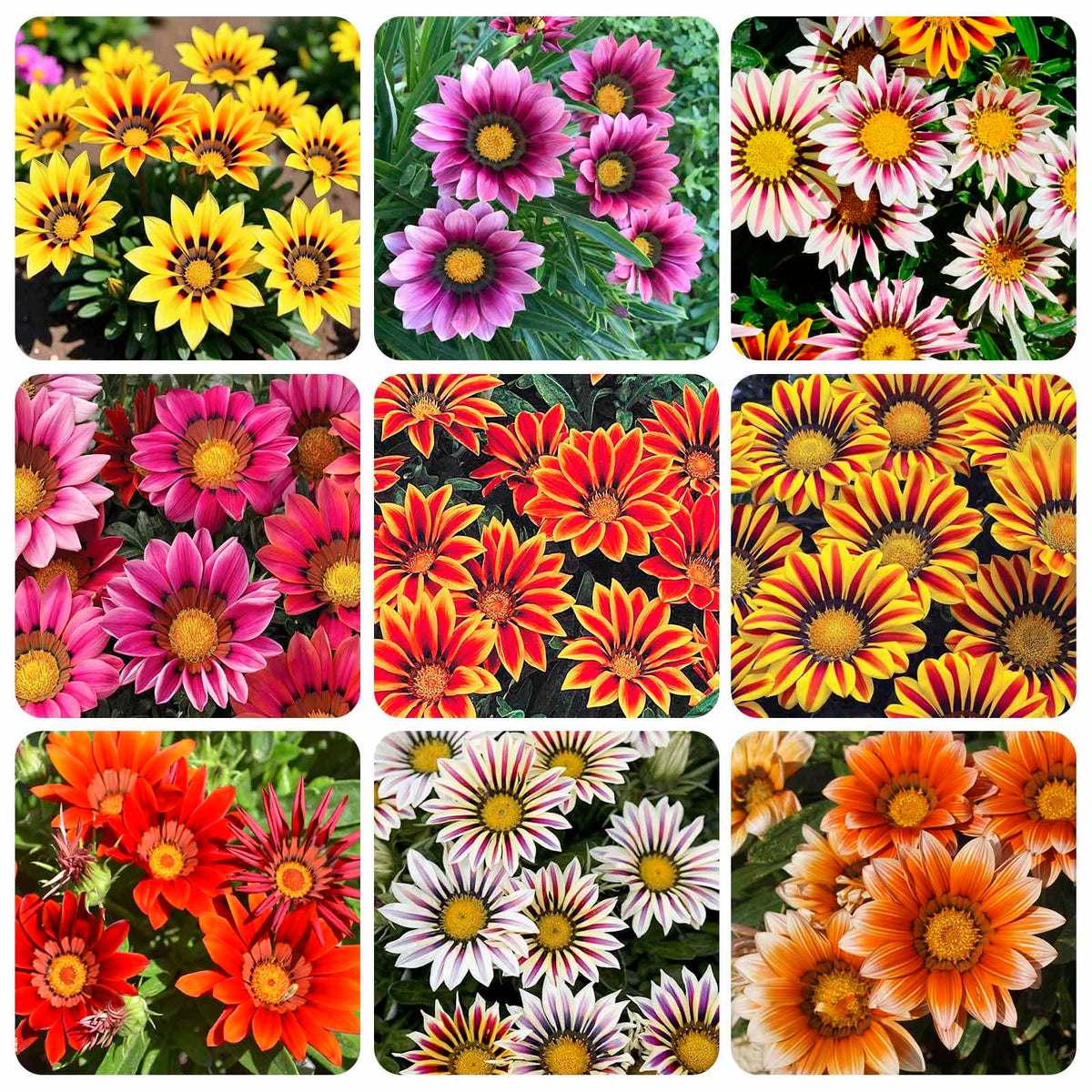 Gazania rigens seeds bloom in sunny borders with bright color.