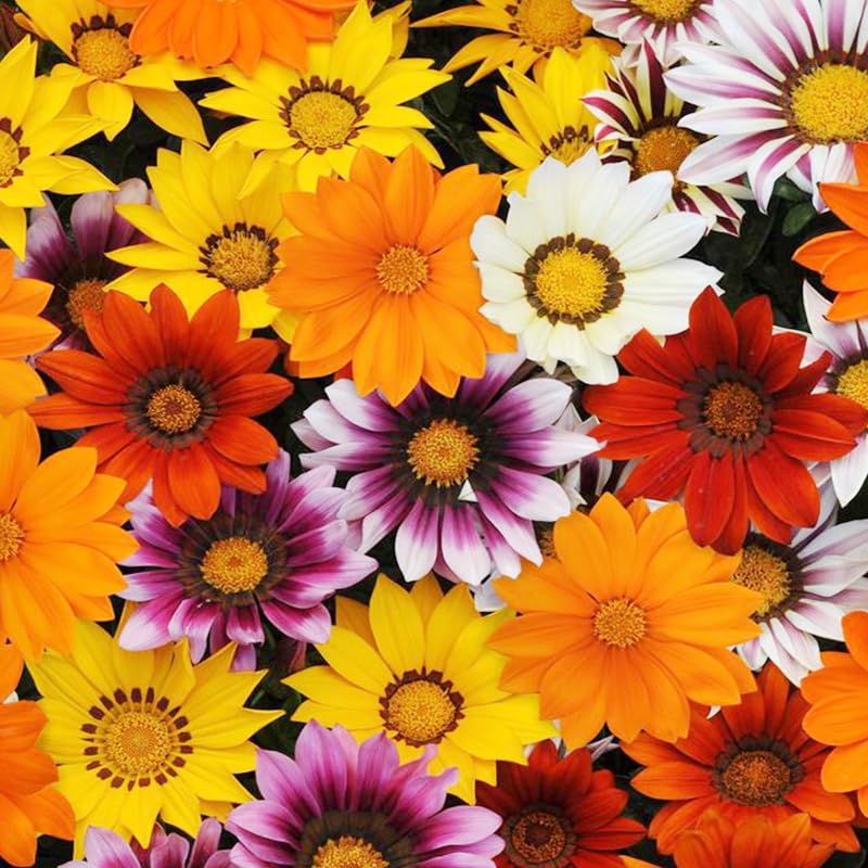 Gazania rigens seeds offer drought-tolerant groundcover for hot climates.