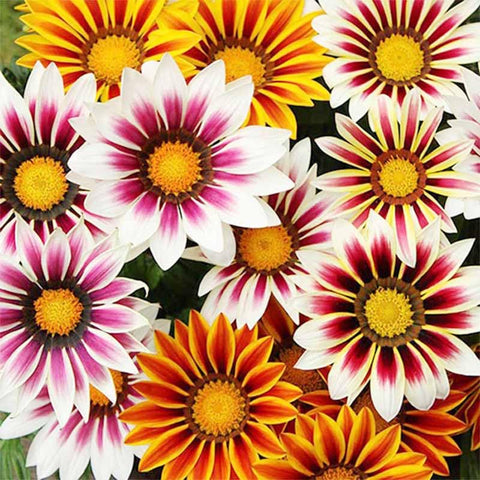Gazania rigens seeds form a low-growing groundcover ideal for borders.