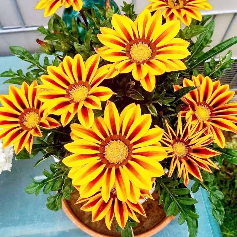 Gazania rigens seeds thrive in heat and provide colorful blooms in sunny beds.