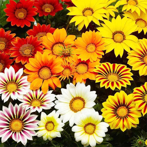 Gazania rigens seeds create a sunlit border with vibrant blooms.