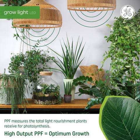 GE Grow full-spectrum white light over seedlings supports balanced development.