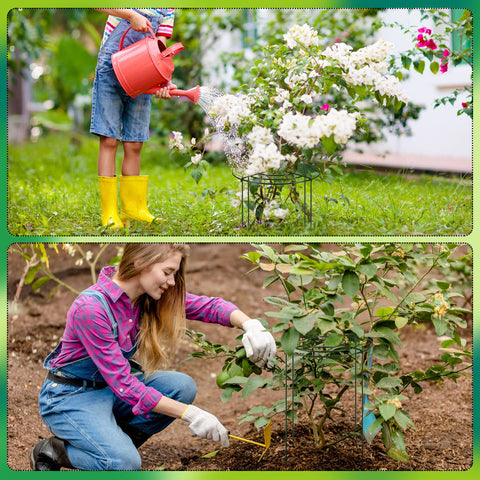 Geelin cages for tomatoes and roses protecting growth in wind and rain.