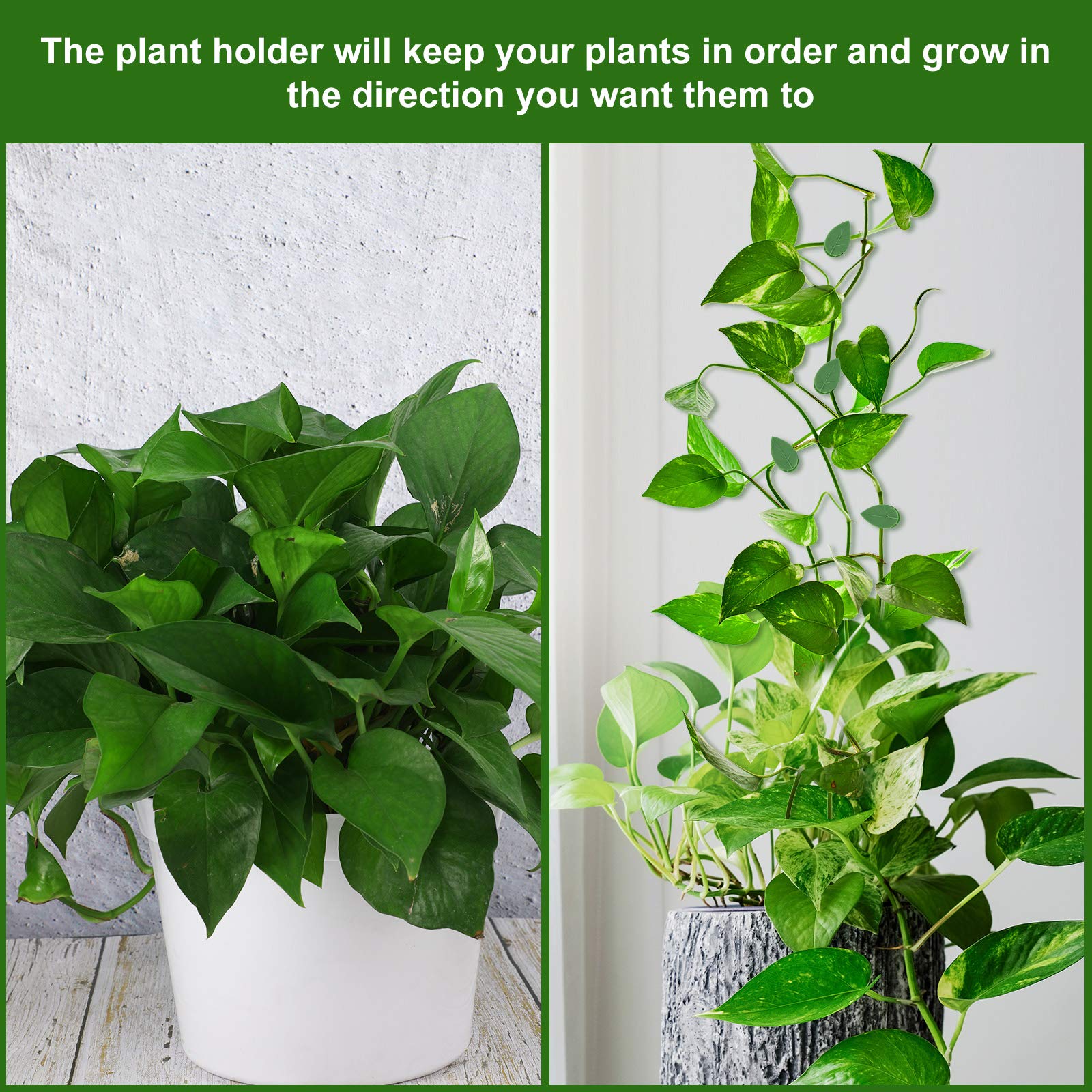 Geiserailie vines mounted on wall create a neat display for interiors