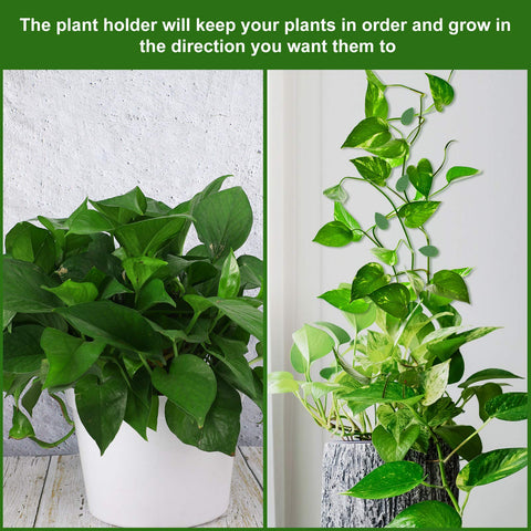 Geiserailie vines mounted on wall create a neat display for interiors