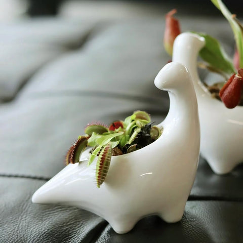 GeLive saucer tray included with dinosaur planter to prevent spills