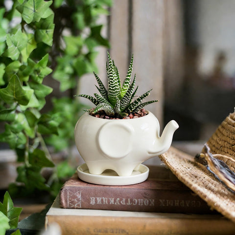 GeLive gift-ready succulent pot, perfect for housewarming or office decor, anytime