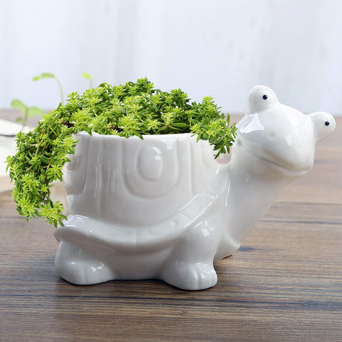 GeLive tortoise succulent planter on desk, ideal for small plants and charm