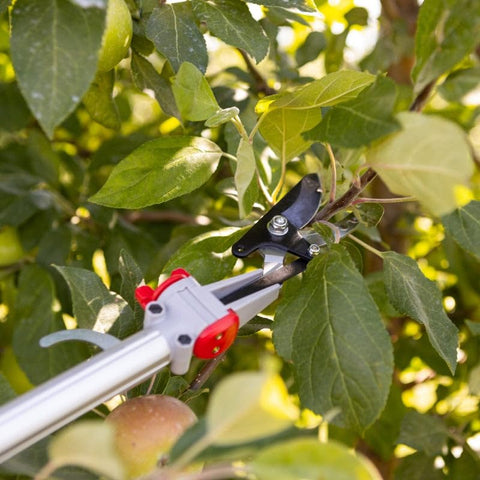 Gemplers pruner with 6 to 10 feet reach ideal for tall shrubs.