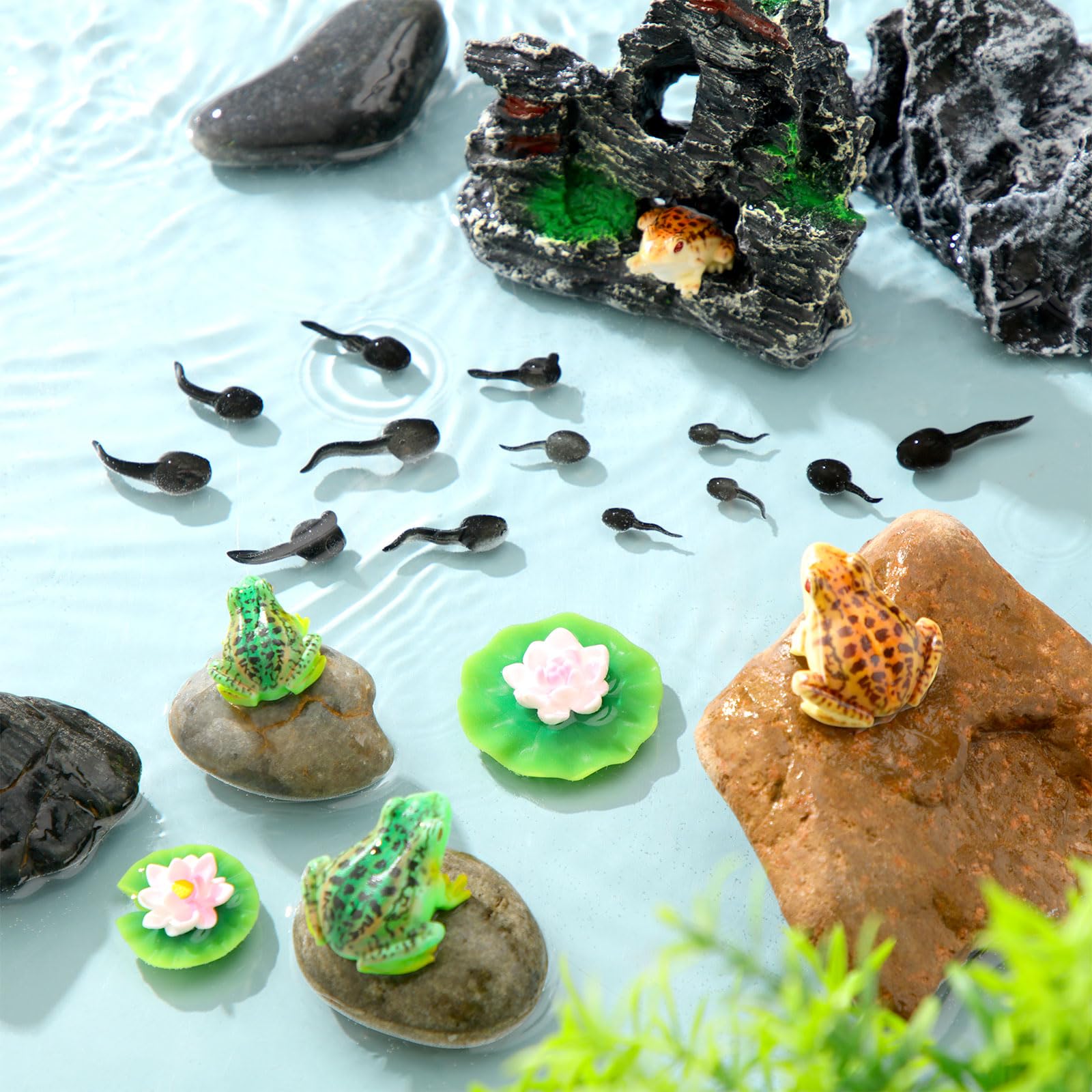 Gemscream pond lotus leaves add natural charm to any pond or tank
