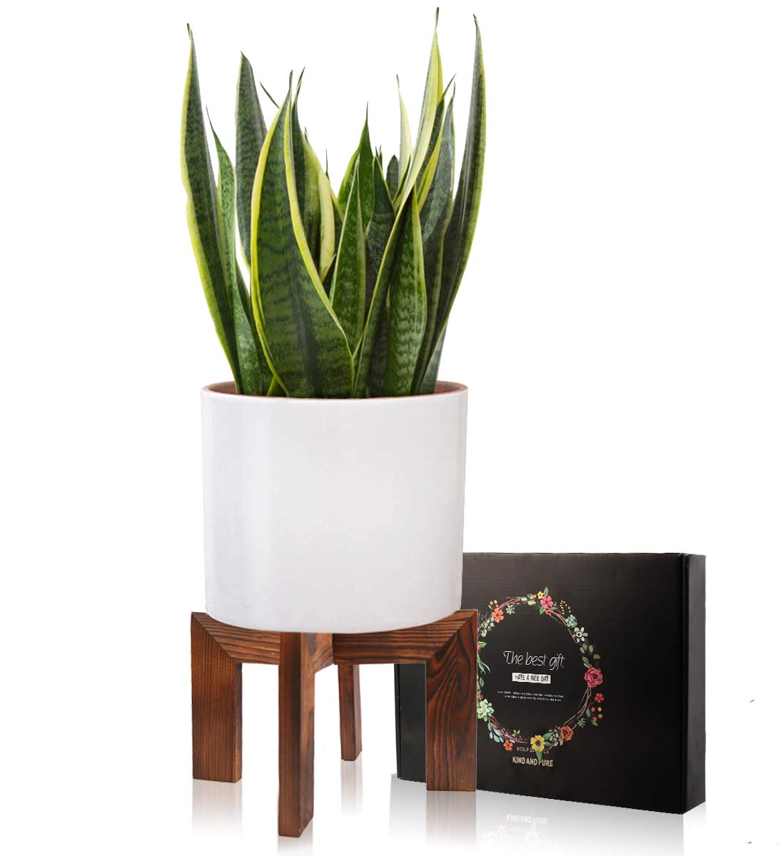 Gendral Forwepup mid-century wood stand side angle shows elegant indoor design