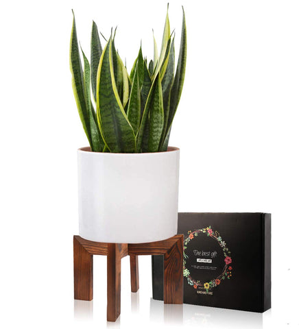 Gendral Forwepup mid-century wood stand side angle shows elegant indoor design