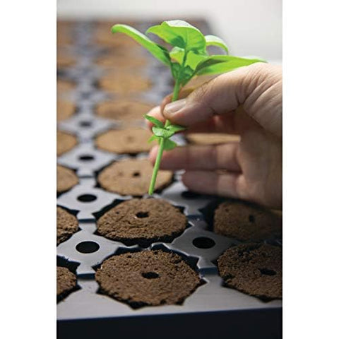 General Hydroponics Rapid Rooter modules ready for transplanting into soil or soilless systems.