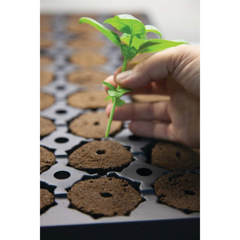 General Hydroponics Rapid Rooter micronutrients promote healthy root initiation.