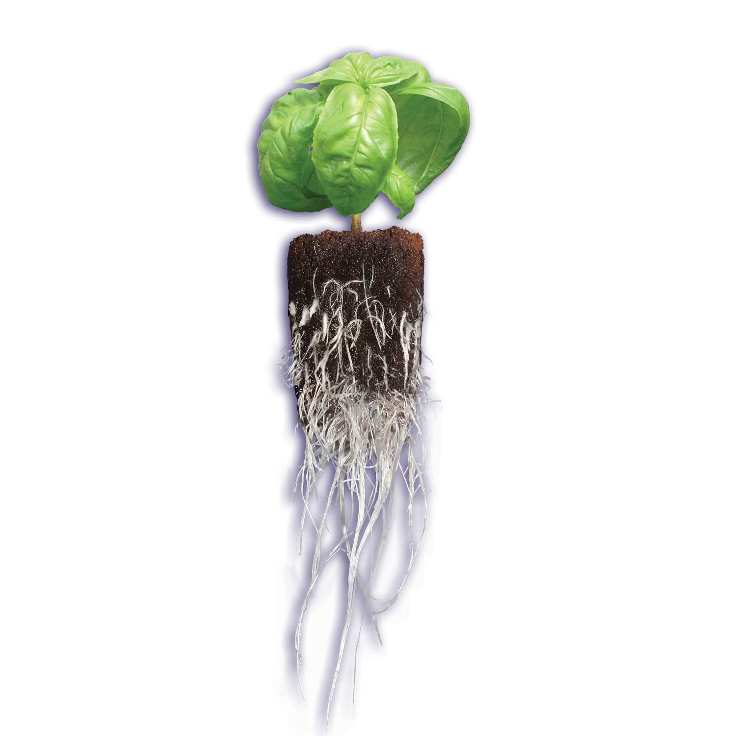 General Hydroponics Rapid Rooter seedling use in propagation trays.