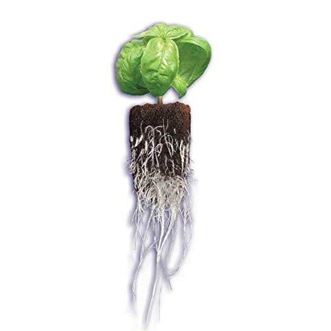 General Hydroponics Rapid Rooter plugs shown as transplant-ready for soil or hydroponics.